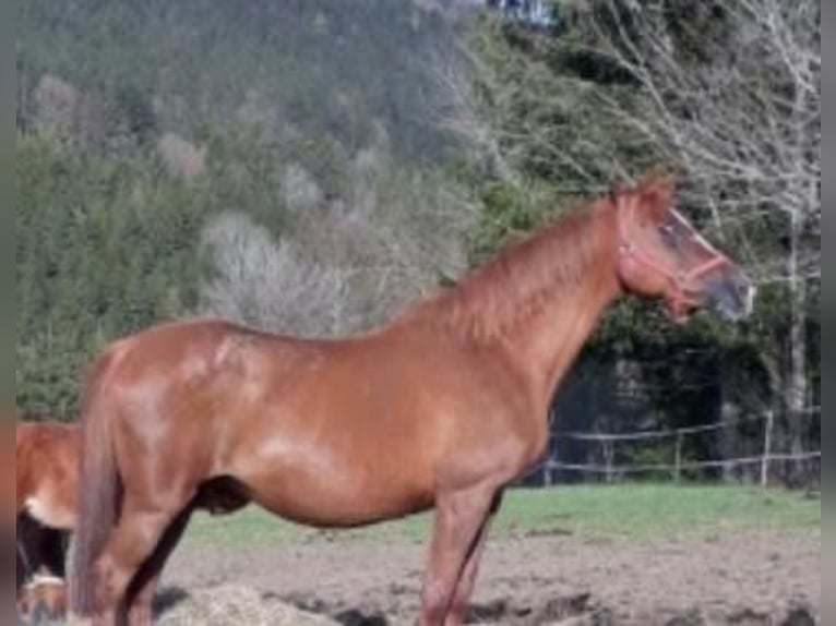 Trakehner Stallone 2 Anni 170 cm Sauro in Landshut