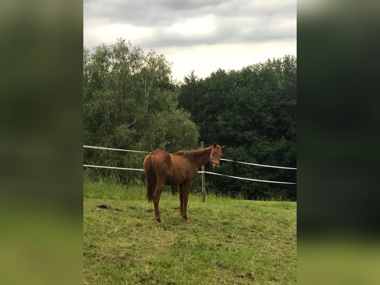 Trakehner Stallone 2 Anni 170 cm Sauro in Landshut