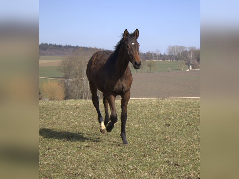Trakehner Stallone 2 Anni 175 cm Baio scuro in Adelsried