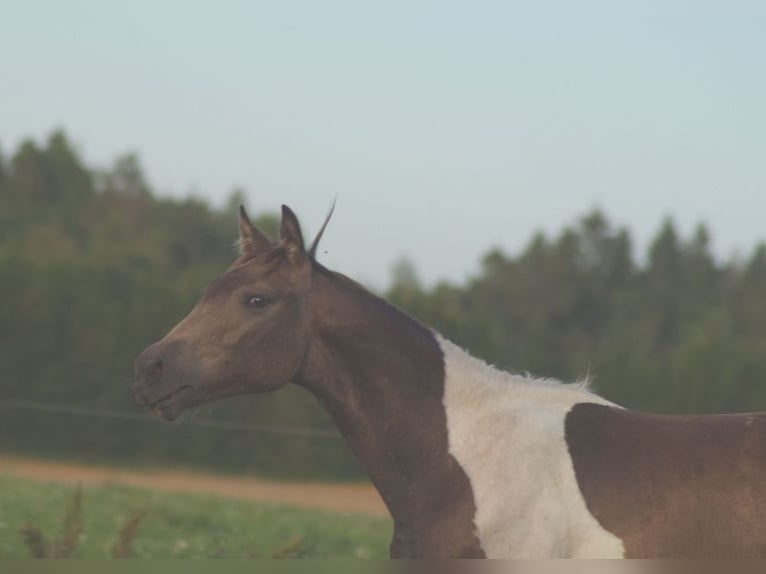 Trakehner Stallone 2 Anni Pezzato in Linn