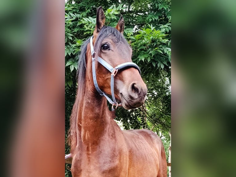 Trakehner Mix Stallone 3 Anni 155 cm Baio in Scheibenberg