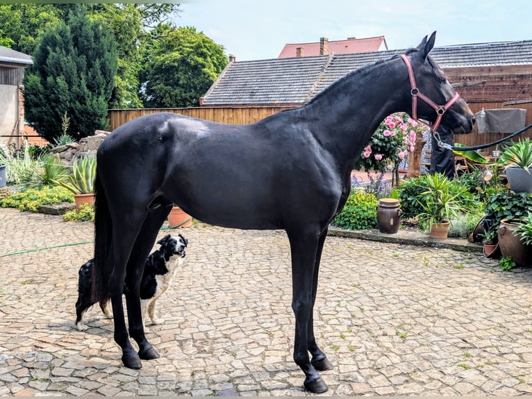Trakehner Stallone 3 Anni 162 cm Morello in Nutha