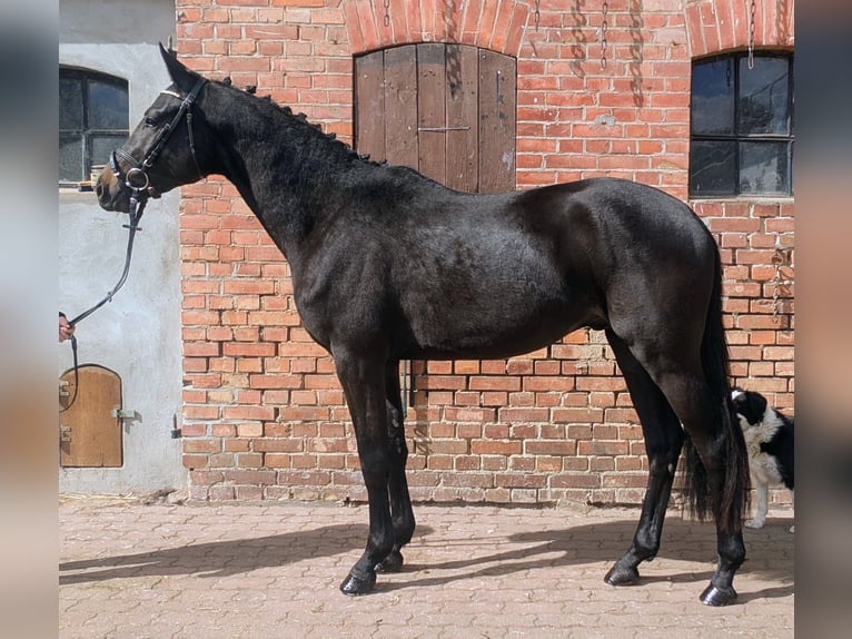 Trakehner Stallone 3 Anni 162 cm Morello in Nutha