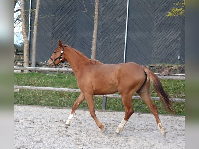 Trakehner Stallone 3 Anni 164 cm Sauro in Ruila