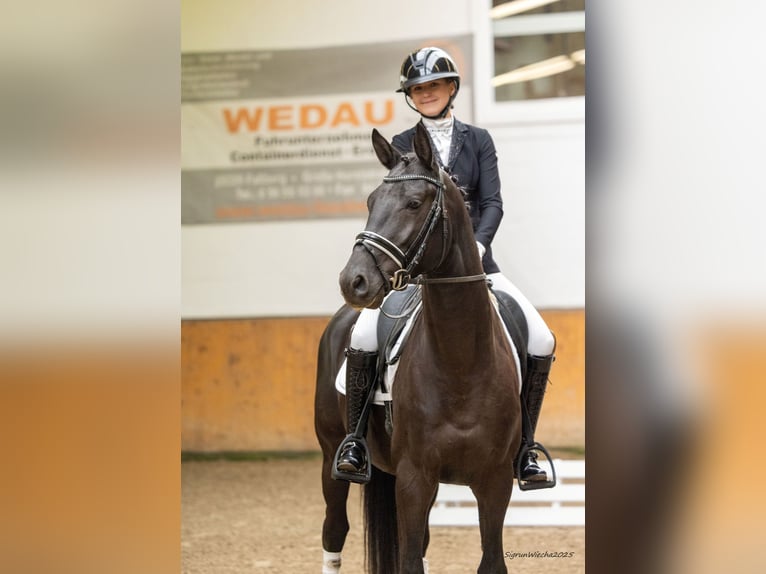 Trakehner Stallone 3 Anni 165 cm Morello in Schlieckau