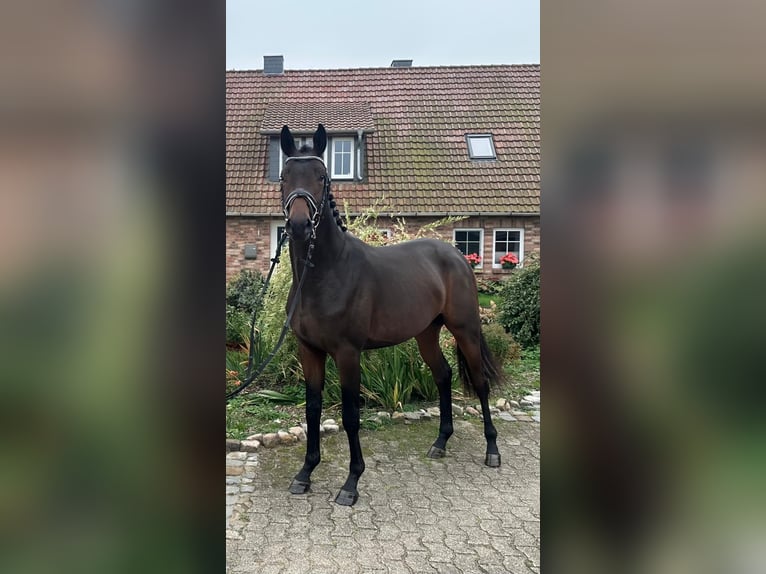 Trakehner Stallone 3 Anni 166 cm Baio in Wietzen