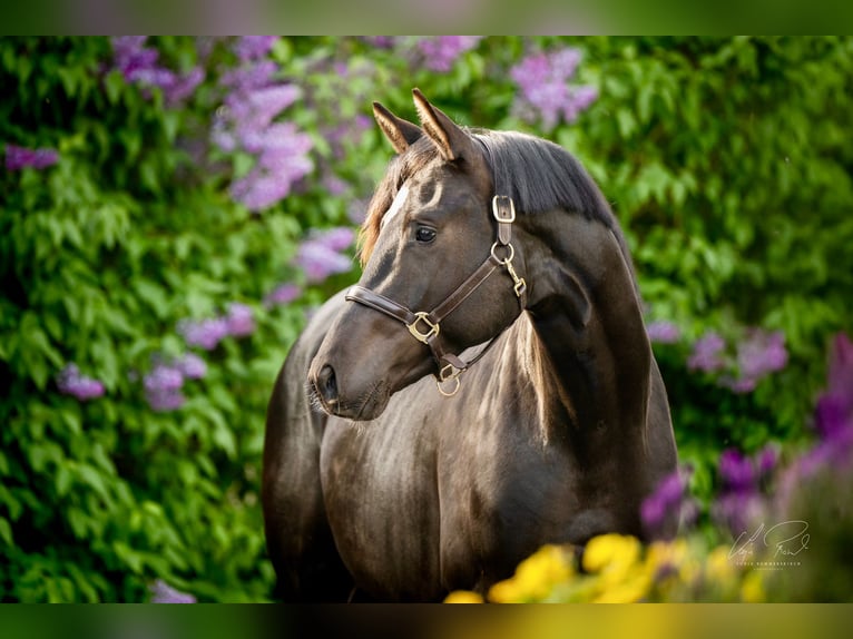 Trakehner Stallone 3 Anni 167 cm Morello in Wenningstedt