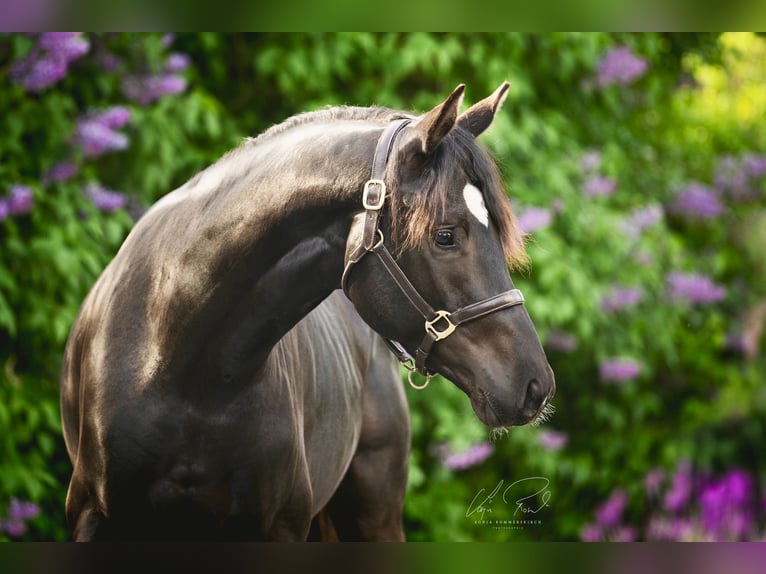Trakehner Stallone 3 Anni 167 cm Morello in Wenningstedt