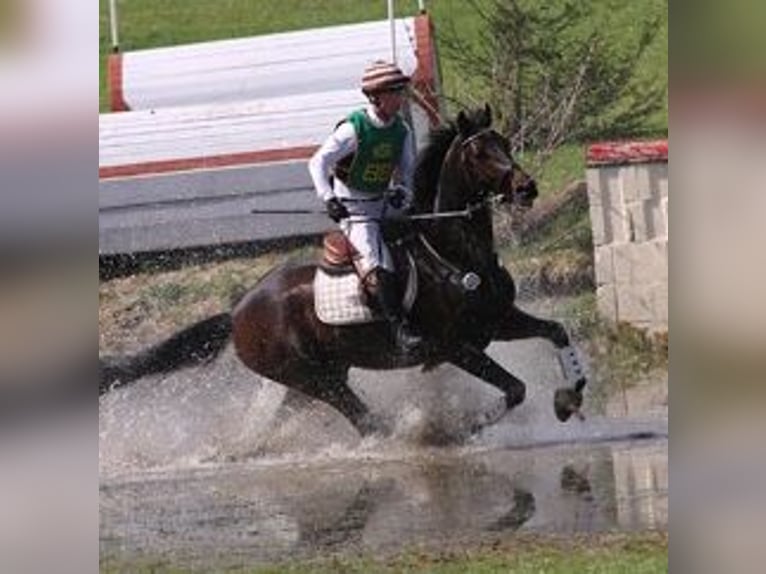 Trakehner Stallone 3 Anni 168 cm Baio in Bosau
