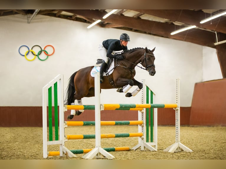 Trakehner Stallone 3 Anni 168 cm Baio in Bosau