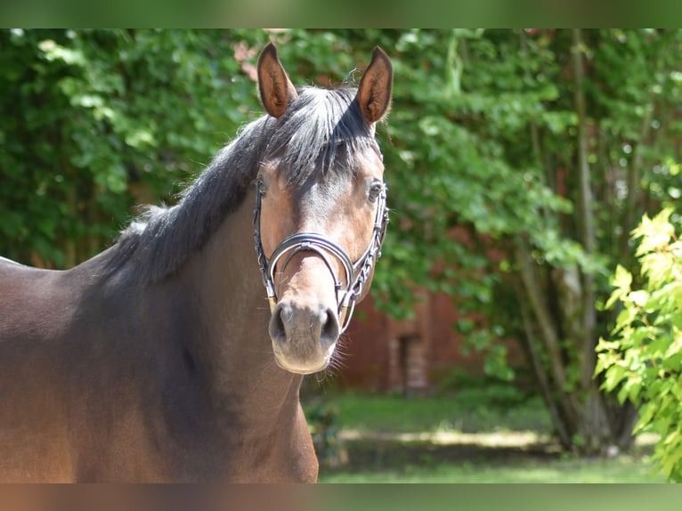Trakehner Stallone 3 Anni 168 cm Baio in Suhlendorf