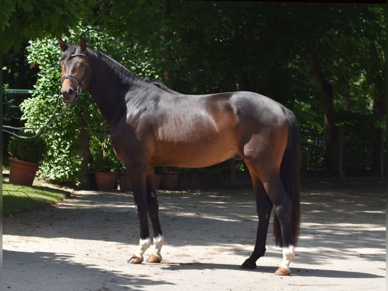 Trakehner Stallone 3 Anni 168 cm Baio in Suhlendorf