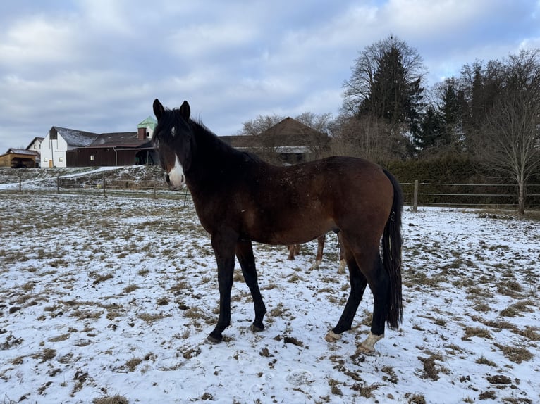 Trakehner Stallone 4 Anni 165 cm Baio scuro in Rohrbach