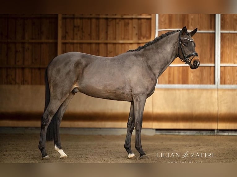 Trakehner Stallone 4 Anni 165 cm Baio scuro in Haiger