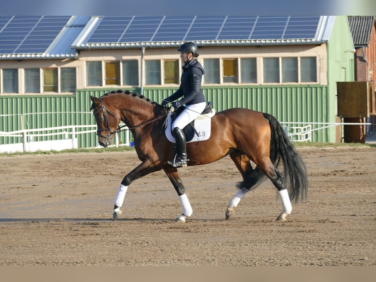 Trakehner Stallone 4 Anni 169 cm Baio in Ganschow