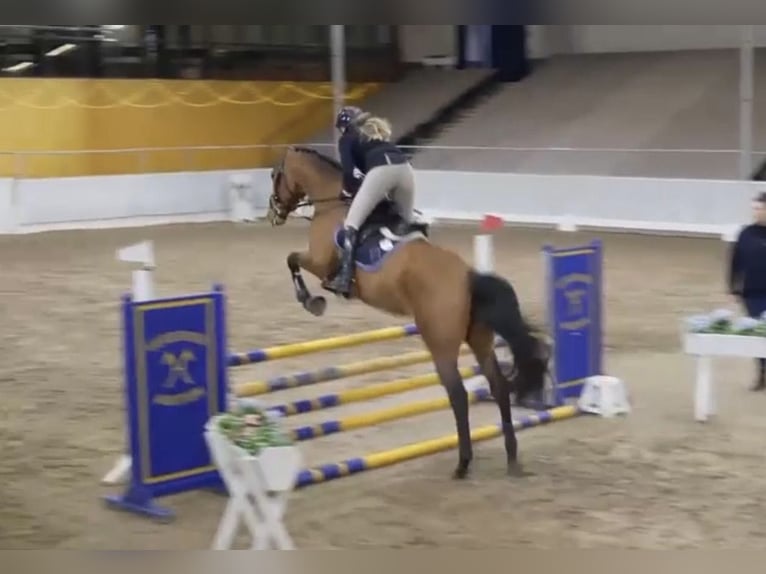 Trakehner Stallone 4 Anni 170 cm Baio in Freren