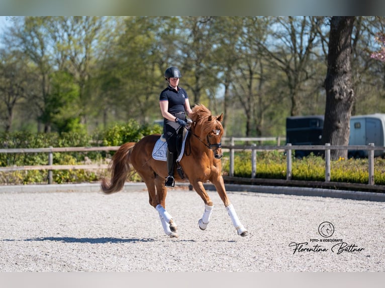 Trakehner Stallone 5 Anni 168 cm Sauro in Klein Offenseth