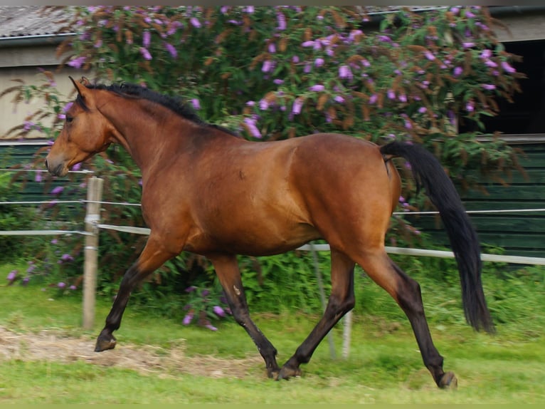 Trakehner Stallone 5 Anni Baio in Klein Wittensee