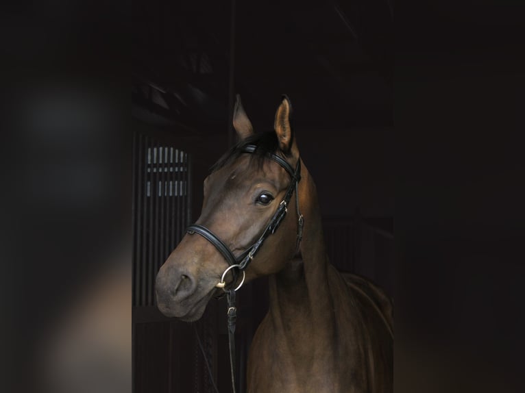 Trakehner Stallone 6 Anni 165 cm Baio in Weisel