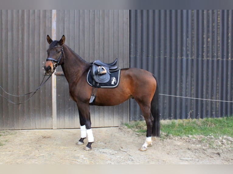 Trakehner Stallone 6 Anni 165 cm Baio in Weisel