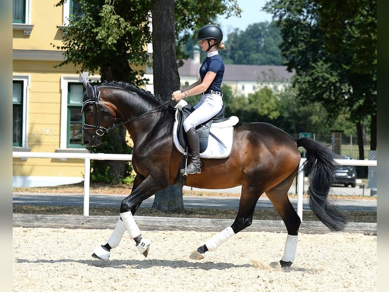 Trakehner Stallone 6 Anni 166 cm Baio scuro in Stadl-Paura