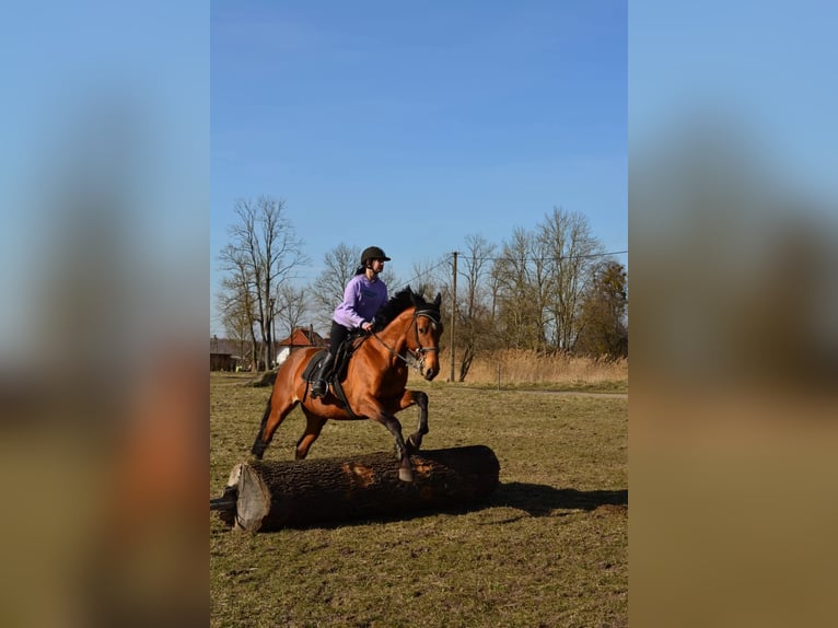 Trakehner Stallone 7 Anni 165 cm Baio ciliegia in Nalikajmy