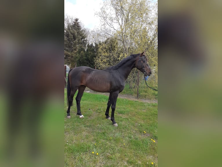 Trakehner Stallone 8 Anni 165 cm Baio scuro in Atzendorf