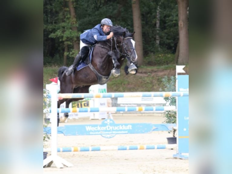 Trakehner Stallone in Marl