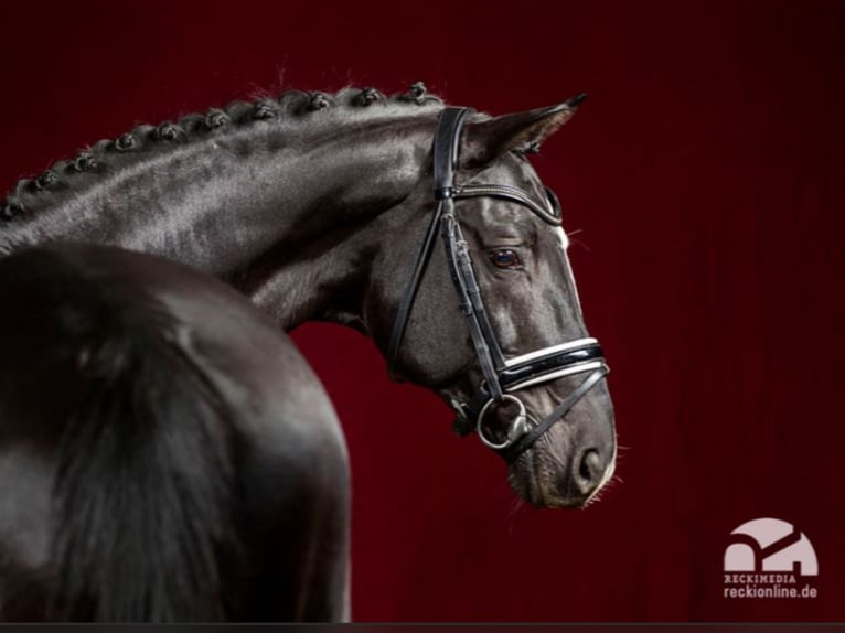 Trakehner Stallone in Marl