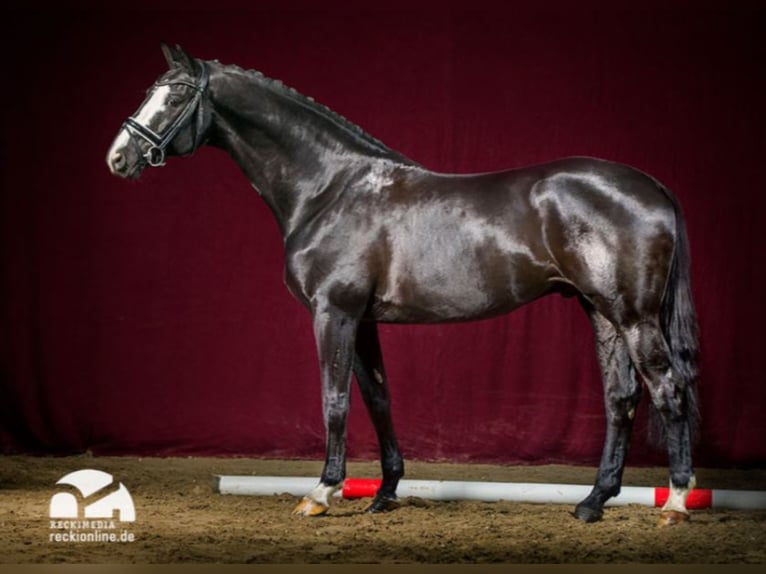 Trakehner Stallone in Marl