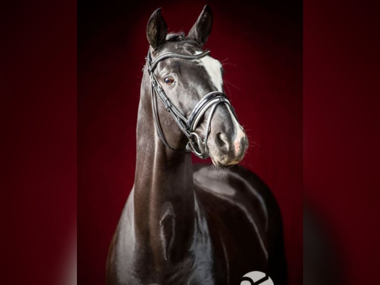 Trakehner Stallone in Marl