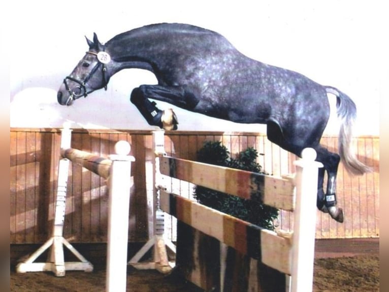 Trakehner Stallone Grigio in Walsrode