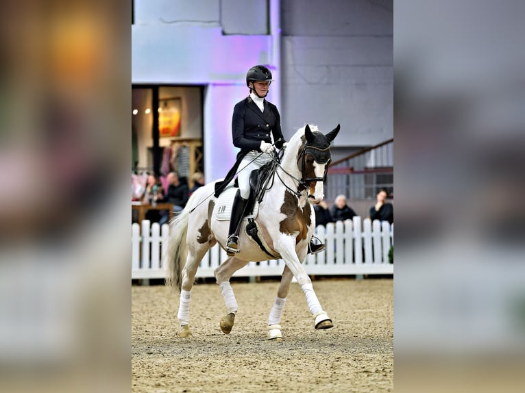 Trakehner Stallone Pezzato in Bad Oldesloe