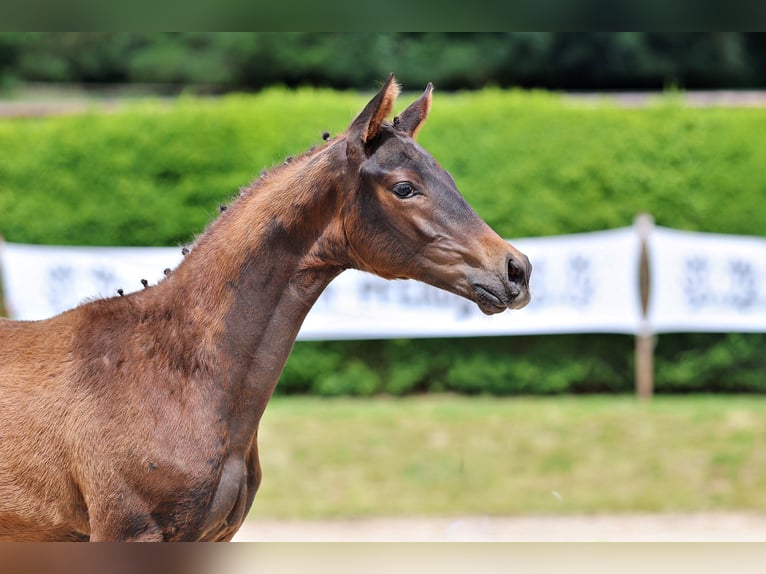 Trakehner Stallone Puledri (03/2026) 120 cm Baio scuro in Wolfhagen