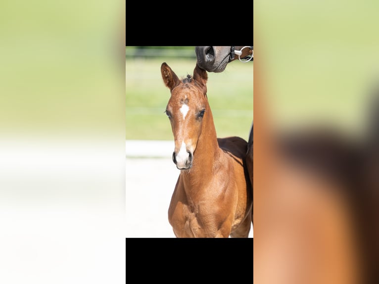 Trakehner Stallone Puledri (04/2026) 165 cm Baio in Puderbach