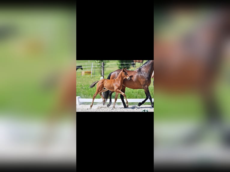 Trakehner Stallone Puledri (04/2026) 165 cm Baio in Puderbach