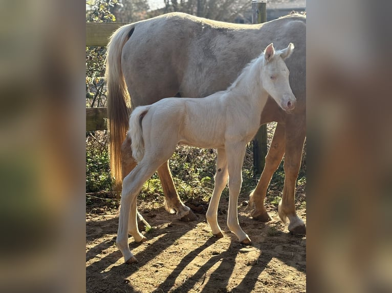 Trakehner Stallone Puledri (01/2026) 166 cm Cremello in Duvennest