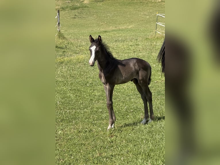 Trakehner Stallone Puledri (05/2026) 168 cm Morello in Hollenbach
