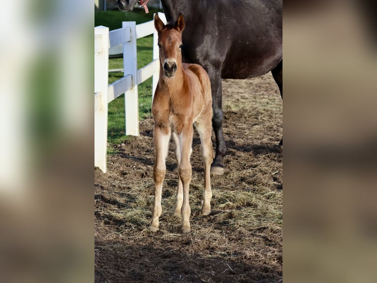 Trakehner Stallone Puledri (04/2026) 168 cm Può diventare grigio in Bad Oldesloe