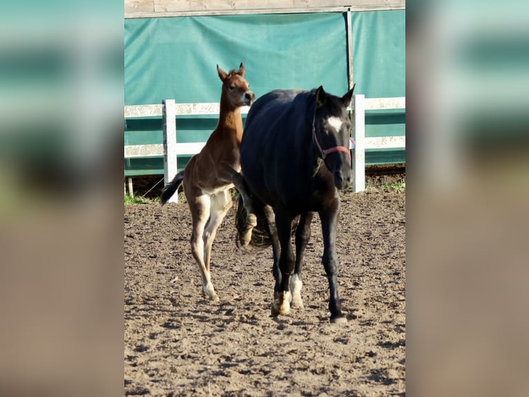 Trakehner Stallone Puledri (04/2026) 168 cm Può diventare grigio in Bad Oldesloe