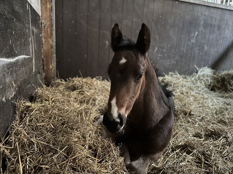 Trakehner Stallone Puledri (04/2026) 169 cm Baio scuro in Nellingen