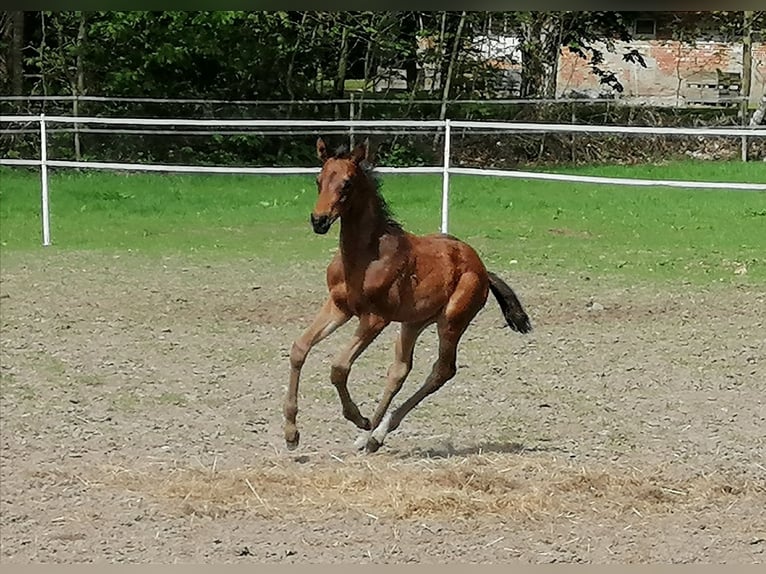 Trakehner Stallone  169 cm Baio scuro in Harsefeld
