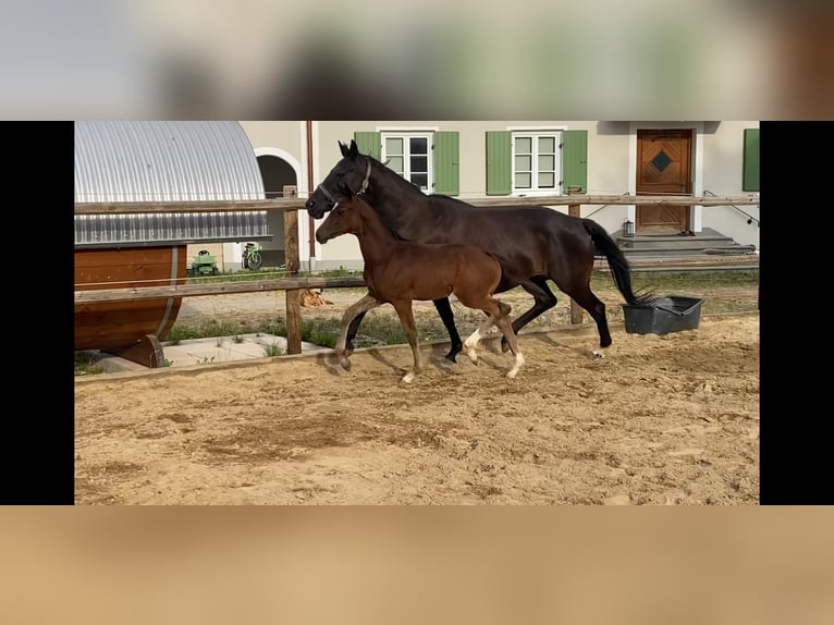 Trakehner Stallone Puledri (05/2026) 170 cm Baio scuro in Friedberg