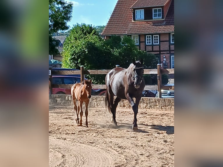Trakehner Stallone Puledri (06/2026) 170 cm Baio scuro in Auetal