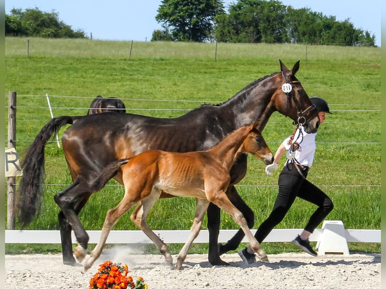 Trakehner Stallone Puledri (04/2026) 170 cm Baio scuro in Kurtscheid