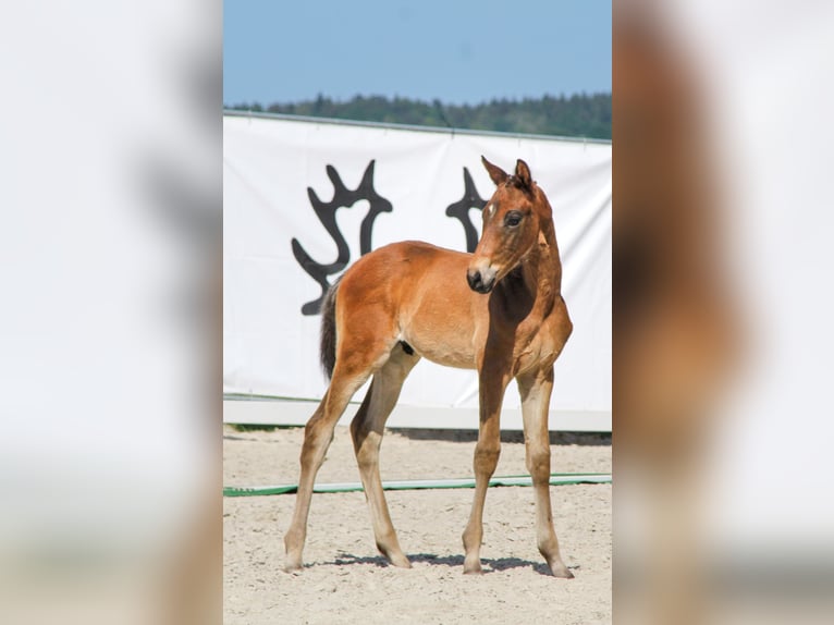 Trakehner Stallone Puledri (04/2026) 170 cm Baio scuro in Kurtscheid