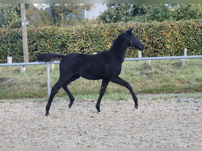 Trakehner Stallone Puledri (05/2025) 170 cm Morello in Jahnsdorf/Erzgebirge