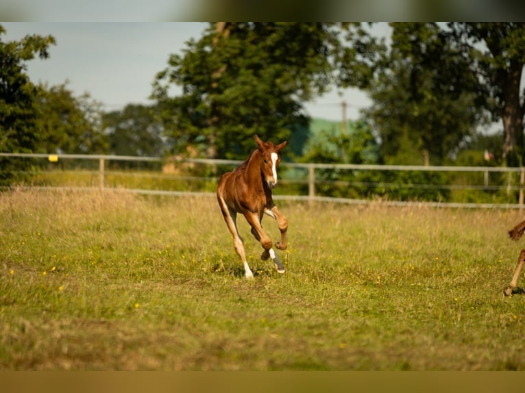 Trakehner Stallone Puledri (05/2026) 170 cm Sauro in Raesfeld