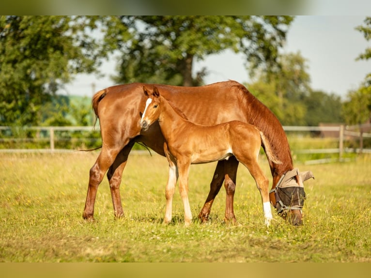 Trakehner Stallone Puledri (05/2026) 170 cm Sauro in Raesfeld
