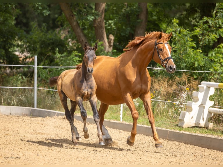 Trakehner Stallone Puledri (05/2026) Baio in Heidekrug